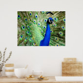 Peacock Poster (Küche)