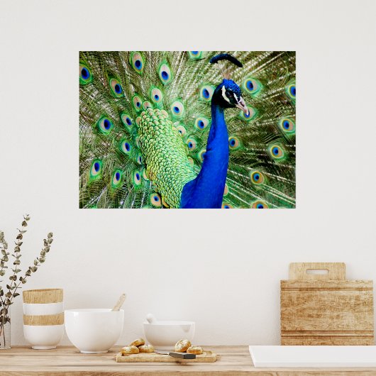 Peacock Poster (Küche)