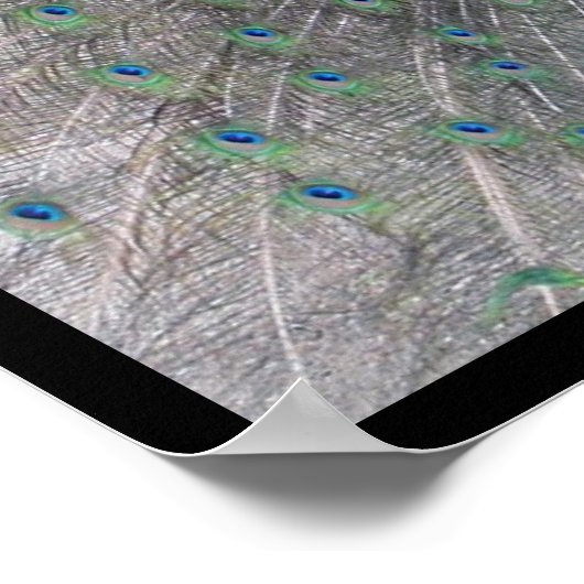 Peacock Poster (Ecke)