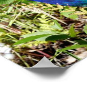 Peacock Poster (Ecke)