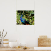 Peacock Poster (Küche)