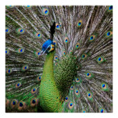 Peacock Poster (Vorderseite)