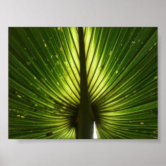 "Peacock" Poster (Vorne)