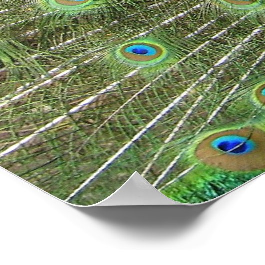 Peacock Poster (Ecke)