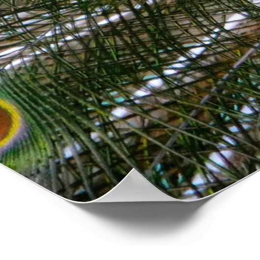 Peacock Poster (Ecke)