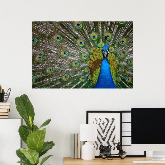 Peacock Poster (Heimbüro)