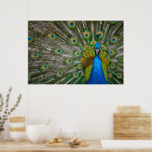 Peacock Poster (Küche)