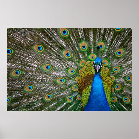 Peacock Poster (Vorne)