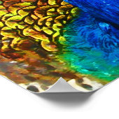 Peacock Poster (Ecke)