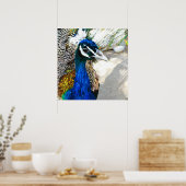 Peacock Poster (Küche)