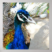 Peacock Poster (Vorne)