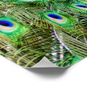 Peacock Poster (Ecke)