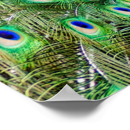 Peacock Poster (Ecke)