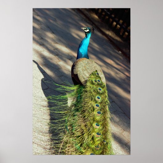 Peacock Poster (Vorne)
