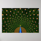 Peacock Poster (Vorne)