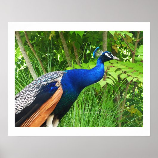 Peacock Poster (Vorne)