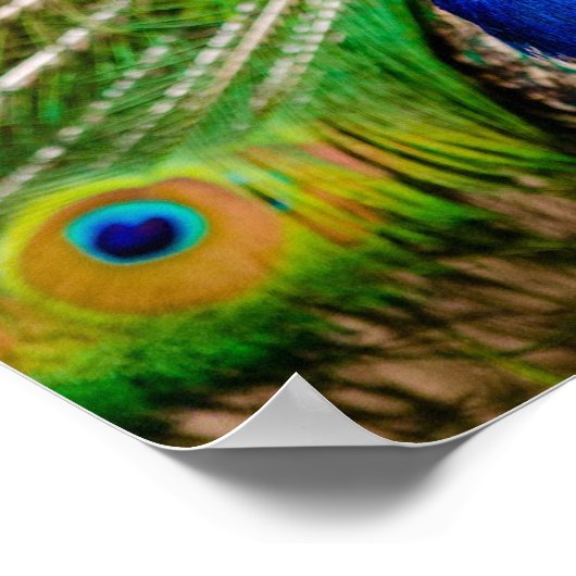 Peacock Poster (Ecke)