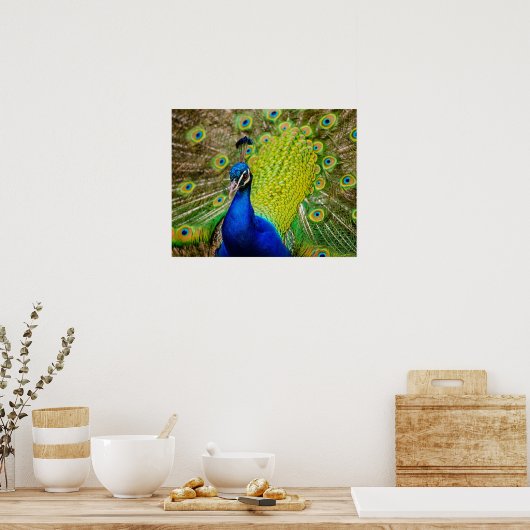 Peacock Poster (Küche)