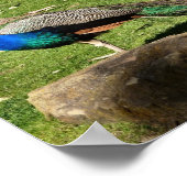 Peacock Poster (Ecke)