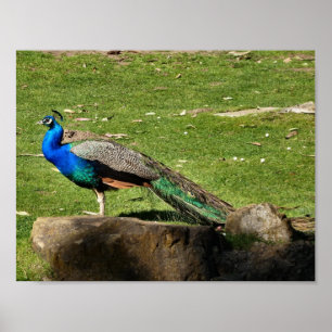 Peacock Poster
