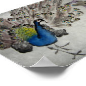 Peacock Poster (Ecke)