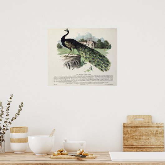 Peacock Poster (Küche)