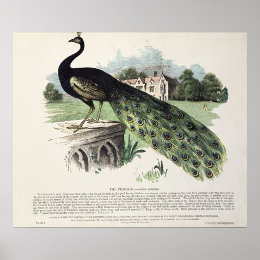 Peacock Poster (Vorne)