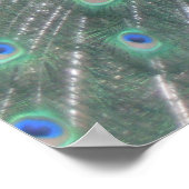 Peacock Poster (Ecke)