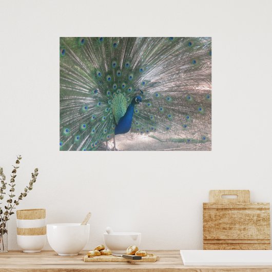 Peacock Poster (Küche)