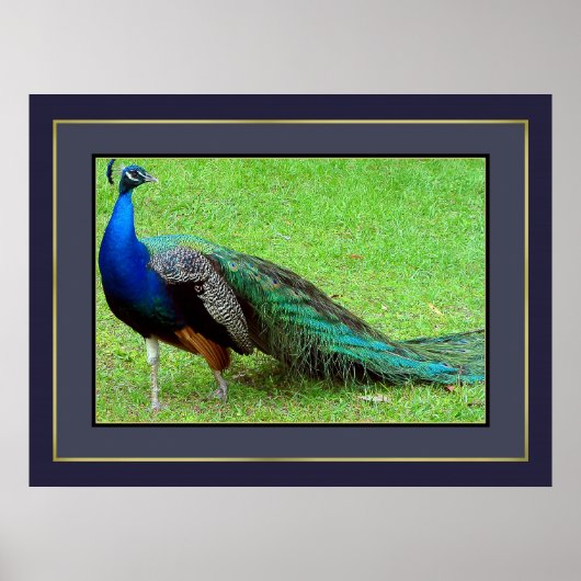Peacock Poster (Vorne)