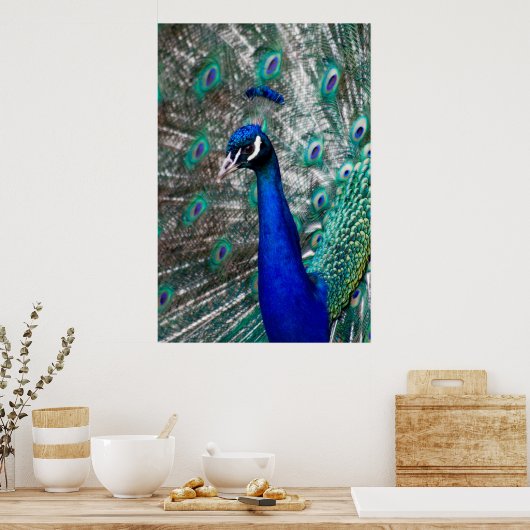 Peacock Poster (Küche)