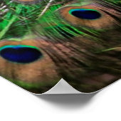 Peacock Poster (Ecke)