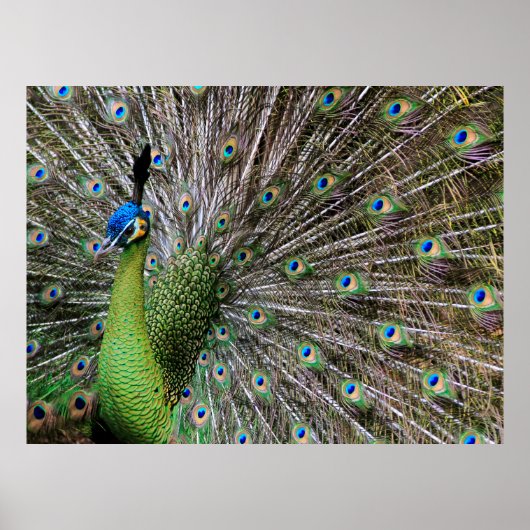 Peacock Poster (Vorne)