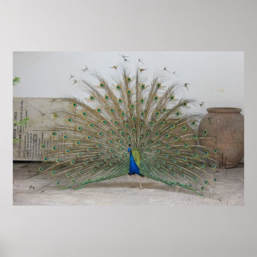 Peacock Poster (Vorne)