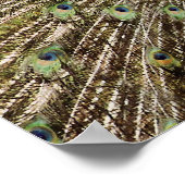 Peacock Poster (Ecke)