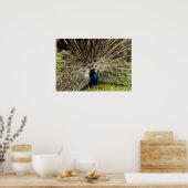 Peacock Poster (Küche)
