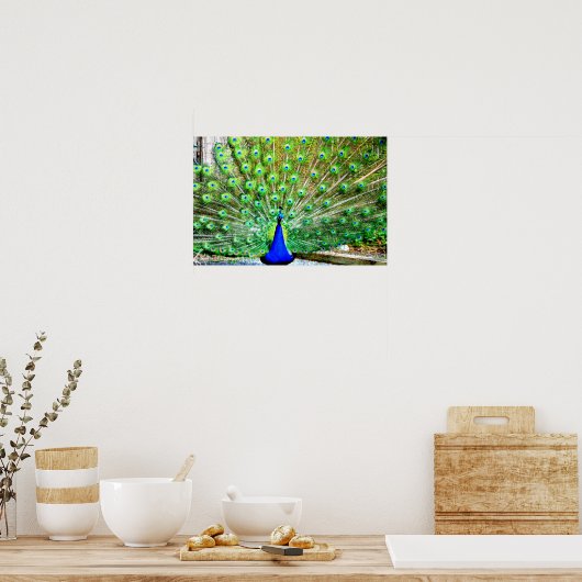 Peacock Poster (Küche)