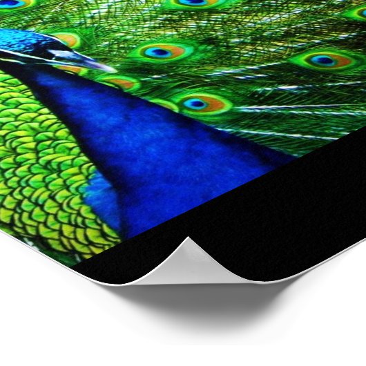 Peacock Poster (Ecke)