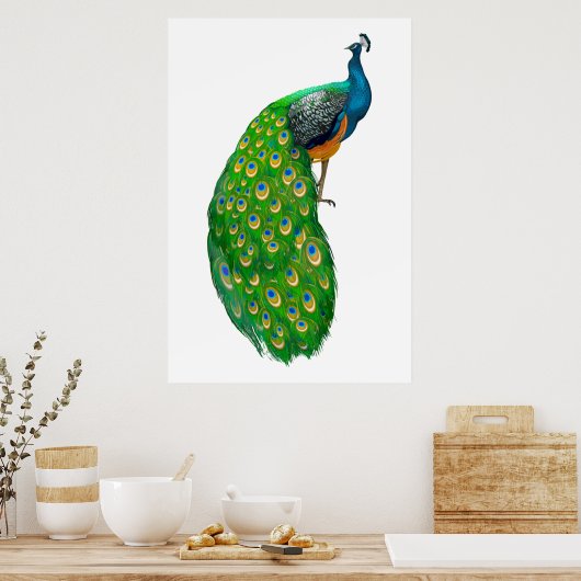 Peacock Poster (Küche)