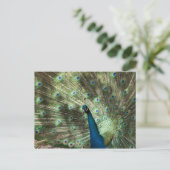 Peacock Postkarte (Stehend Vorderseite)
