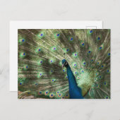 Peacock Postkarte (Vorne/Hinten)
