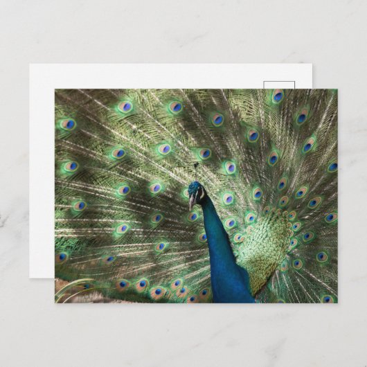 Peacock Postkarte (Vorne/Hinten)