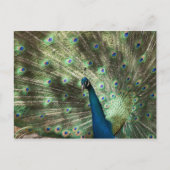 Peacock Postkarte (Vorderseite)