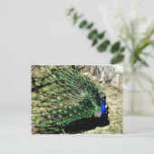 Peacock Postkarte (Stehend Vorderseite)