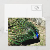 Peacock Postkarte (Vorne/Hinten)
