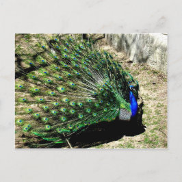 Peacock Postkarte