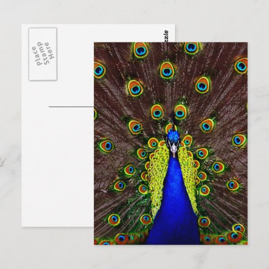 Peacock Postkarte (Vorne/Hinten)