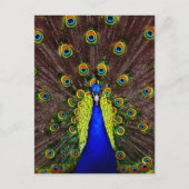 Peacock Postkarte (Vorderseite)