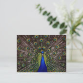 Peacock Postkarte (Stehend Vorderseite)