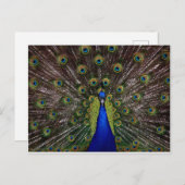 Peacock Postkarte (Vorne/Hinten)